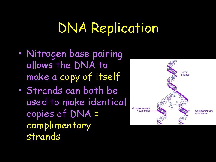 DNA Replication • Nitrogen base pairing allows the DNA to make a copy of