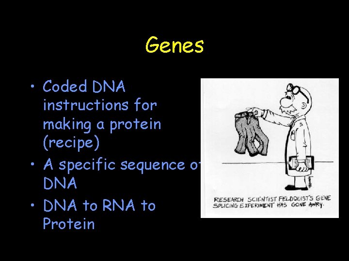 Genes • Coded DNA instructions for making a protein (recipe) • A specific sequence