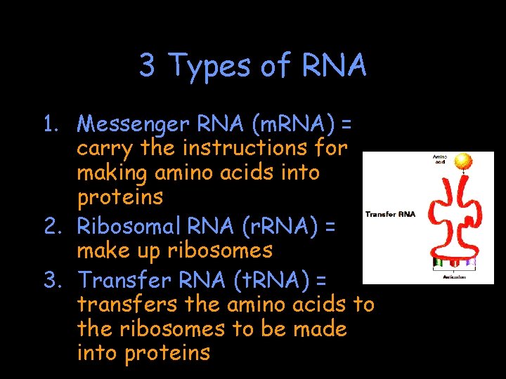 3 Types of RNA 1. Messenger RNA (m. RNA) = carry the instructions for