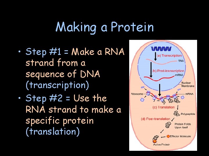 Making a Protein • Step #1 = Make a RNA strand from a sequence