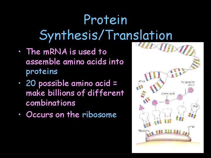 Protein Synthesis/Translation • The m. RNA is used to assemble amino acids into proteins