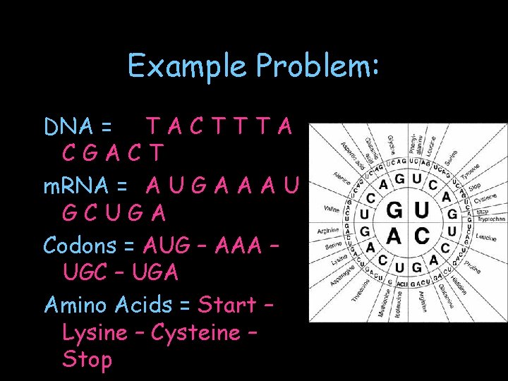 Example Problem: DNA = T A C T T T A CGACT m. RNA