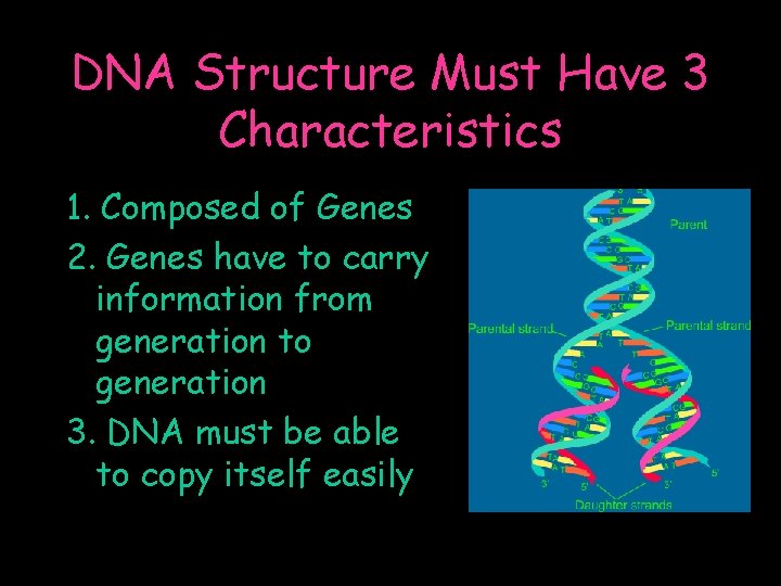 DNA Structure Must Have 3 Characteristics 1. Composed of Genes 2. Genes have to