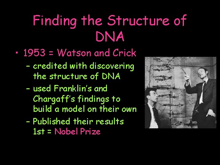 Finding the Structure of DNA • 1953 = Watson and Crick – credited with
