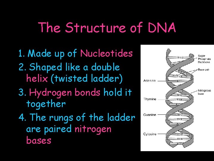 The Structure of DNA 1. Made up of Nucleotides 2. Shaped like a double