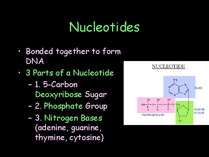 Nucleotides • Bonded together to form DNA • 3 Parts of a Nucleotide –