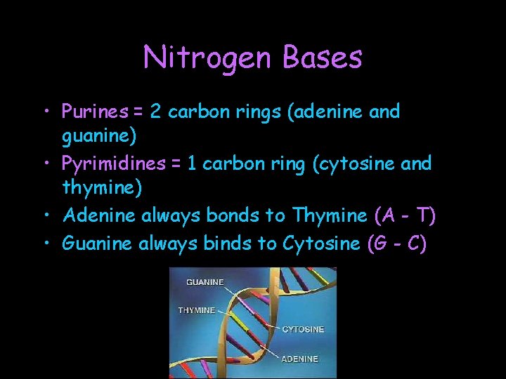 Nitrogen Bases • Purines = 2 carbon rings (adenine and guanine) • Pyrimidines =