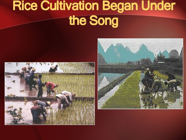 Rice Cultivation Began Under the Song 