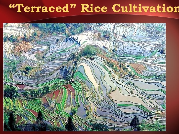 “Terraced” Rice Cultivation 