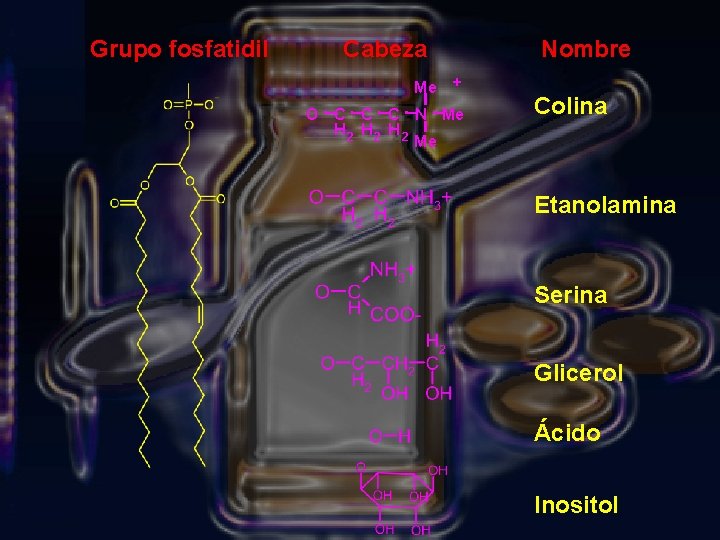 Grupo fosfatidil Cabeza Me Nombre + O C C C N Me H 2