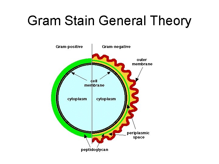 Gram Stain General Theory 