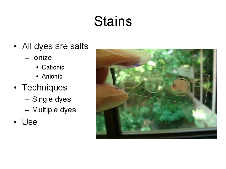 Stains • All dyes are salts – Ionize • Cationic • Anionic • Techniques