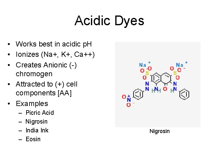 Acidic Dyes • Works best in acidic p. H • Ionizes (Na+, K+, Ca++)