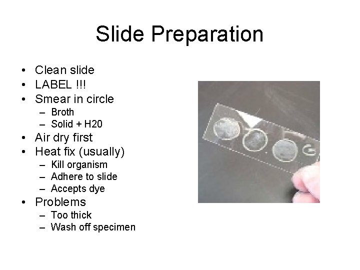 Slide Preparation • Clean slide • LABEL !!! • Smear in circle – Broth