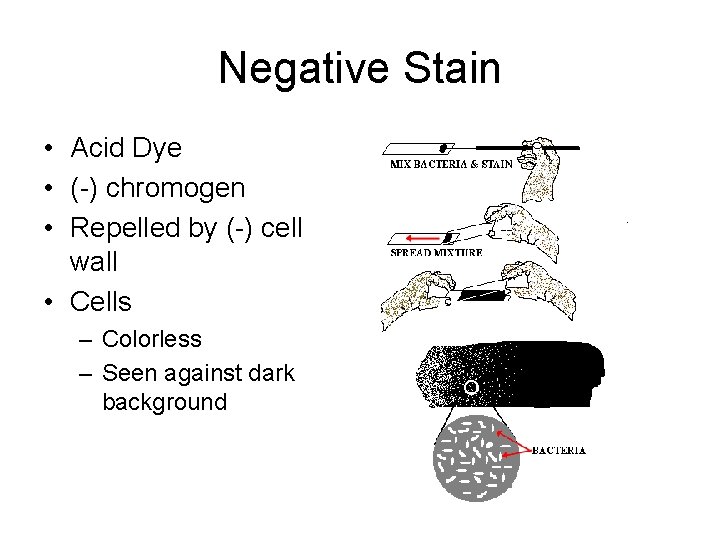 Negative Stain • Acid Dye • (-) chromogen • Repelled by (-) cell wall