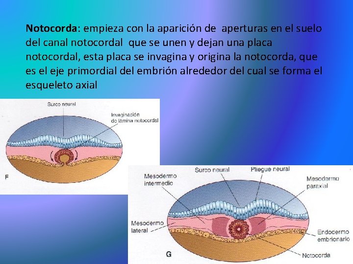 Notocorda: empieza con la aparición de aperturas en el suelo del canal notocordal que Notocorda: empieza con la aparición de aperturas en el suelo del canal notocordal que