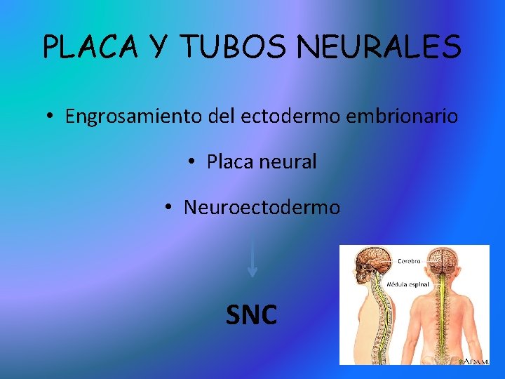 PLACA Y TUBOS NEURALES • Engrosamiento del ectodermo embrionario • Placa neural • Neuroectodermo