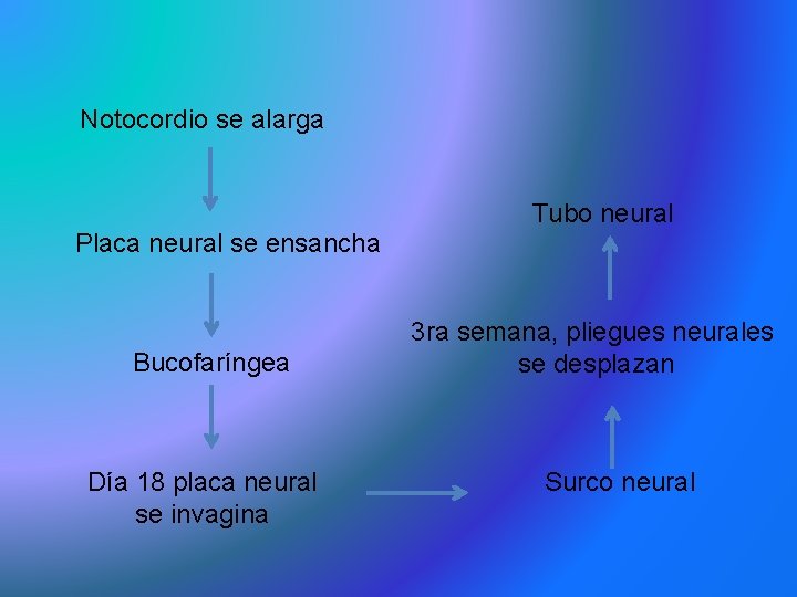 Notocordio se alarga Tubo neural Placa neural se ensancha Bucofaríngea Día 18 placa neural