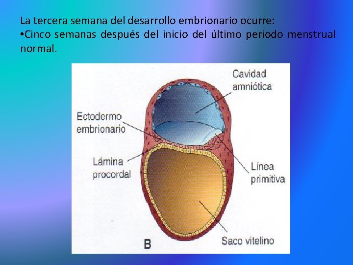 La tercera semana del desarrollo embrionario ocurre: • Cinco semanas después del inicio del