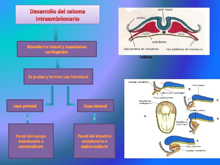 Desarrollo del celoma intraembrionario Mesodermo lateral y mesodermo cardiogénico celoma Se juntan y forman