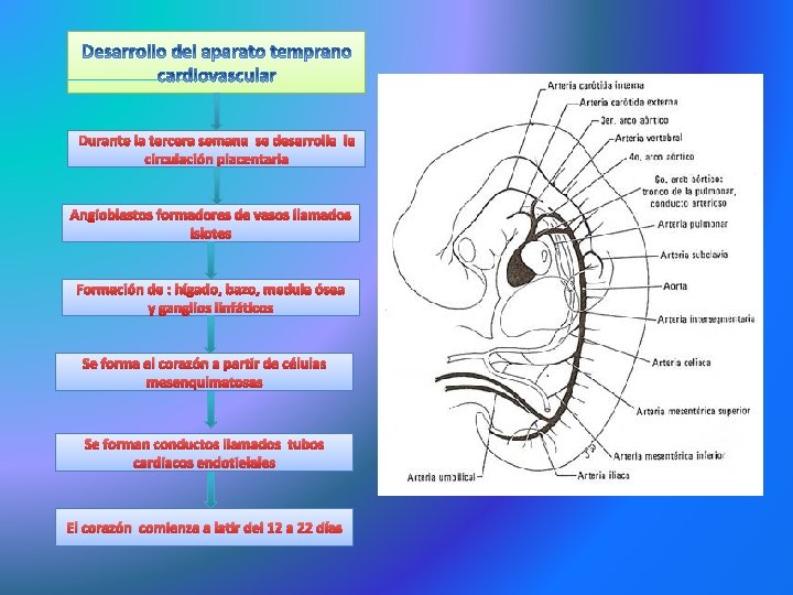 Durante la tercera semana se desarrolla la circulación placentaria Angioblastos formadores de vasos llamados