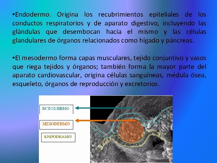  • Endodermo. Origina los recubrimientos epiteliales de los conductos respiratorios y de aparato