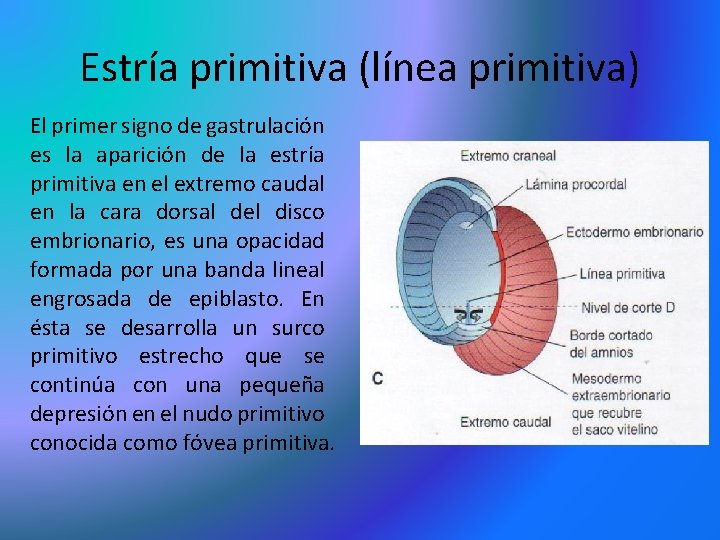 Estría primitiva (línea primitiva) El primer signo de gastrulación es la aparición de la