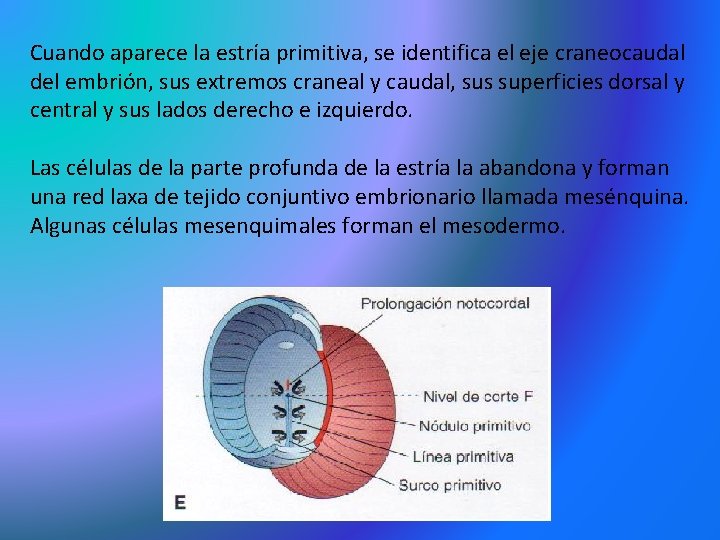 Cuando aparece la estría primitiva, se identifica el eje craneocaudal del embrión, sus extremos