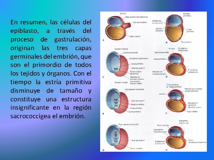 En resumen, las células del epiblasto, a través del proceso de gastrulación, originan las