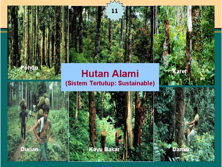 11 Pohon Hutan Alami Karet (Sistem Tertutup: Sustainable) Durian Kayu Bakar Damar 