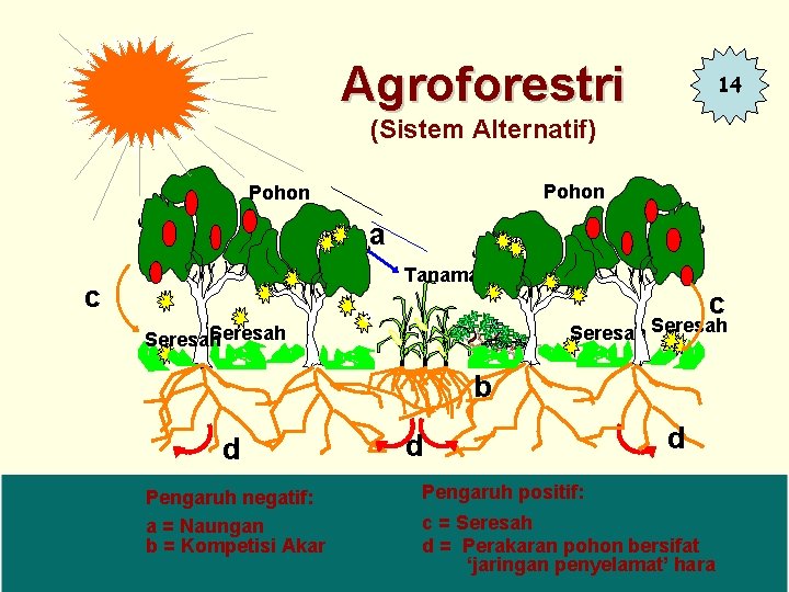 Agroforestri Sun light 14 (Sistem Alternatif) Pohon a Tanaman c Seresah c a Seresah