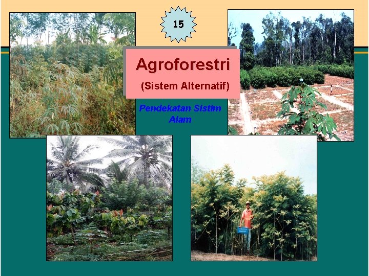 15 Agroforestri (Sistem Alternatif) Pendekatan Sistim Alam 