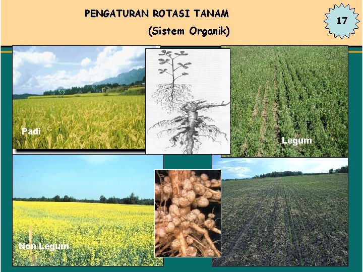 PENGATURAN ROTASI TANAM 17 (Sistem Organik) Padi Non Legum 