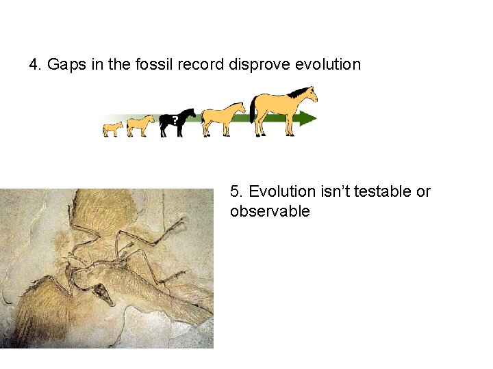 Misconceptions about evolution Some of the most common