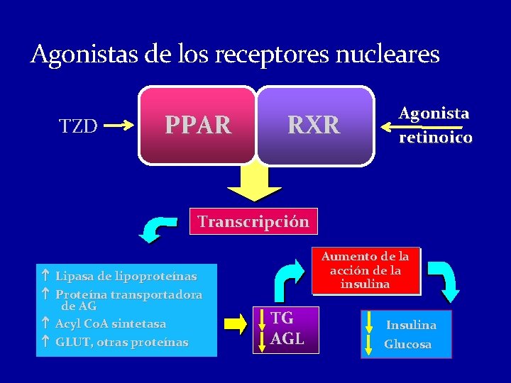 Agonistas de los receptores nucleares TZD PPAR RXR Agonista retinoico Transcripción Lipasa de lipoproteínas