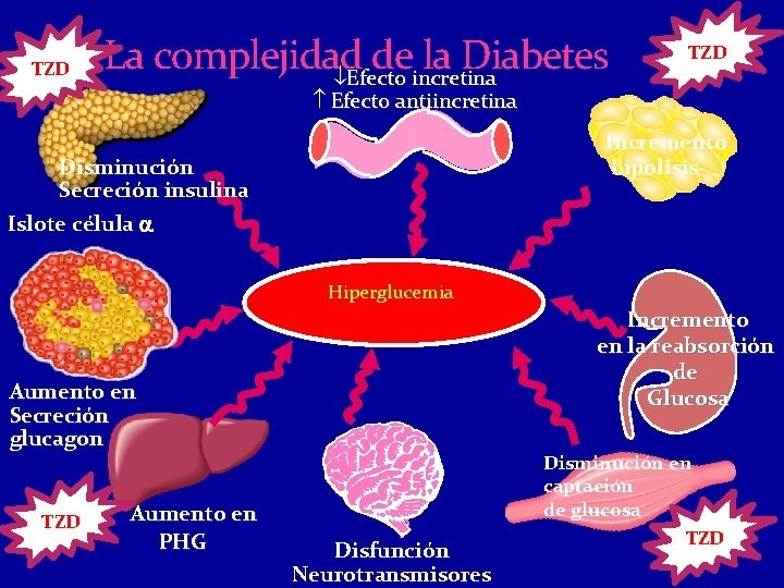 TZD La complejidad de la Diabetes ¯Efecto incretina TZD Efecto antiincretina Incremento Lipolisis Disminución