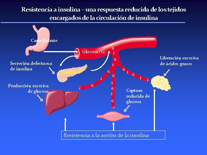 Resistencia a insulina – una respuesta reducida de los tejidos encargados de la circulación