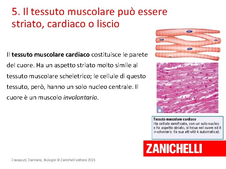 5. Il tessuto muscolare può essere striato, cardiaco o liscio Il tessuto muscolare cardiaco