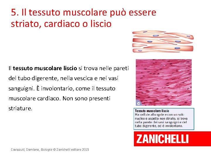 5. Il tessuto muscolare può essere striato, cardiaco o liscio Il tessuto muscolare liscio