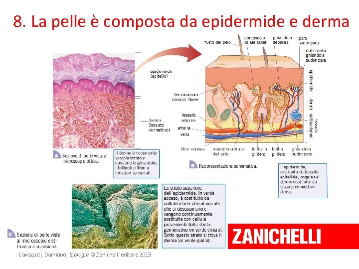 8. La pelle è composta da epidermide e derma Cavazzuti, Damiano, Biologia © Zanichelli