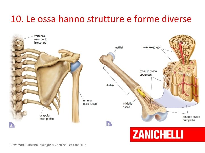 10. Le ossa hanno strutture e forme diverse Cavazzuti, Damiano, Biologia © Zanichelli editore
