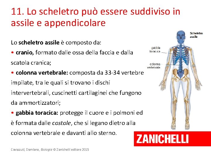 11. Lo scheletro può essere suddiviso in assile e appendicolare Lo scheletro assile è
