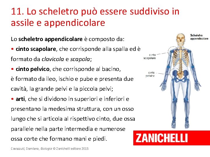 11. Lo scheletro può essere suddiviso in assile e appendicolare Lo scheletro appendicolare è