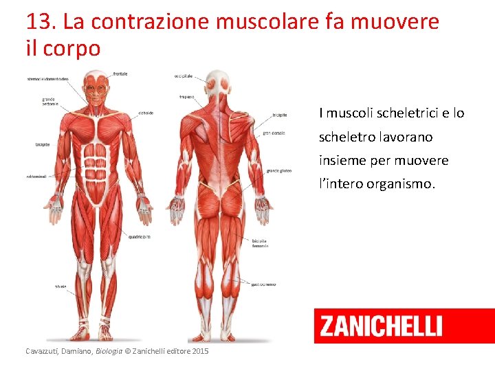 13. La contrazione muscolare fa muovere il corpo I muscoli scheletrici e lo scheletro