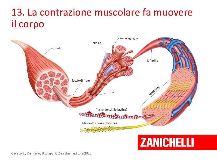 13. La contrazione muscolare fa muovere il corpo Cavazzuti, Damiano, Biologia © Zanichelli editore