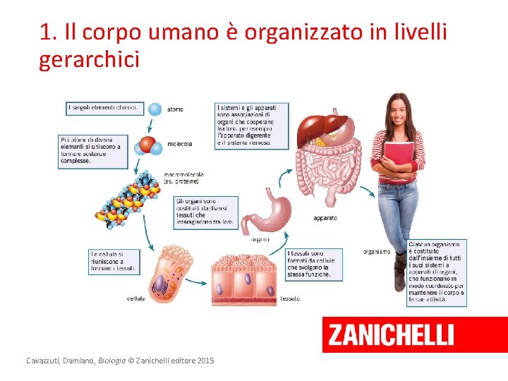 1. Il corpo umano è organizzato in livelli gerarchici Cavazzuti, Damiano, Biologia © Zanichelli