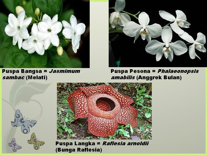 Puspa Bangsa = Jasmimum sambac (Melati) Puspa Pesona = Phalaeonopsis amabilis (Anggrek Bulan) Puspa