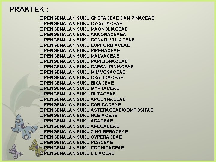 PRAKTEK : q. PENGENALAN SUKU GNETACEAE DAN PINACEAE q. PENGENALAN SUKU CYCADACEAE q. PENGENALAN