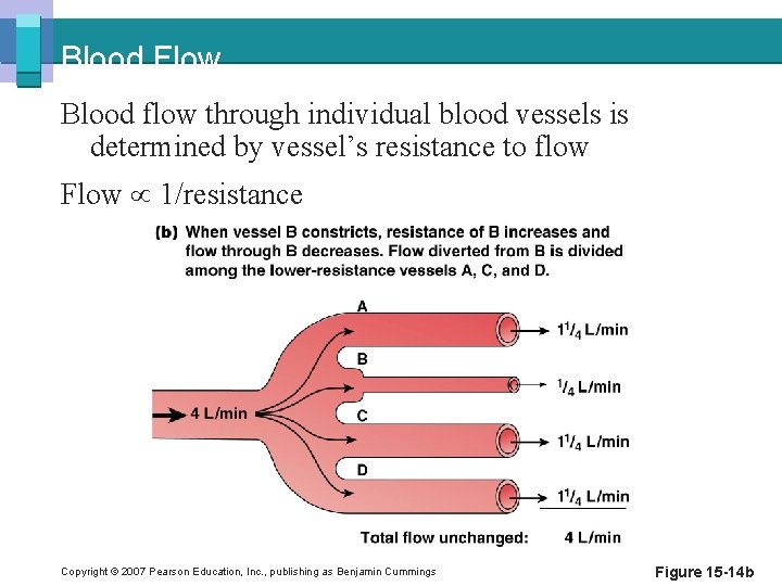 Blood Flow Blood flow through individual blood vessels is determined by vessel’s resistance to