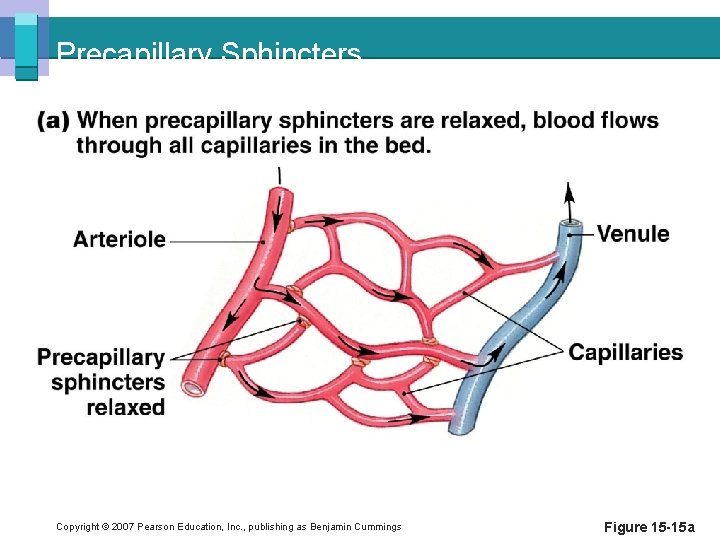 Precapillary Sphincters Copyright © 2007 Pearson Education, Inc. , publishing as Benjamin Cummings Figure